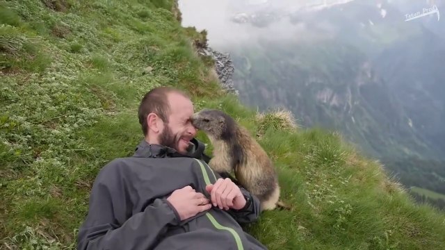 Une marmotte pas très timide vient faire un gros calin à un randonneur