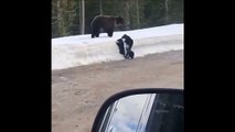 Ne jamais approcher d'une maman ours avec ses petits