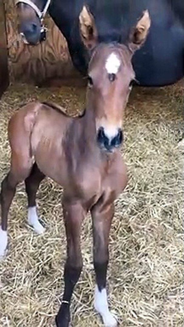 Ce Poulain Essaye De Hennir Et C Est Trop Mignon Video Dailymotion
