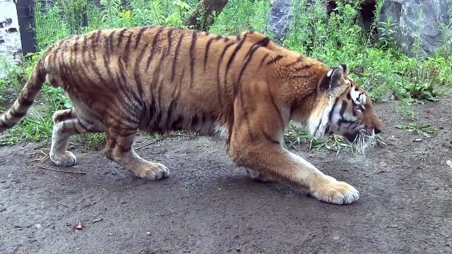 Ce tigre est en mode chasseur de touriste