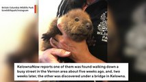 Two Orphaned Beavers Rescued In Canada