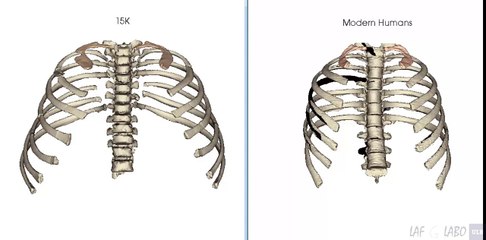 Animación de movimiento de respiración de las costillas del niño Turkana y un humano moderno en vista frontal, Copyright Benoit Beyer