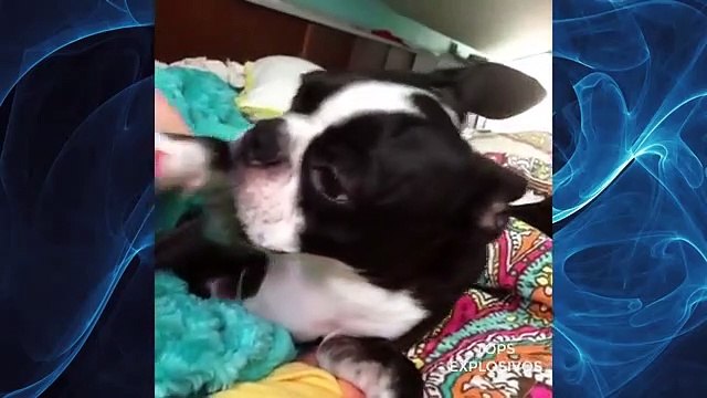 SI TE RIES PIERDES ( ANIMALES GRACIOSOS)