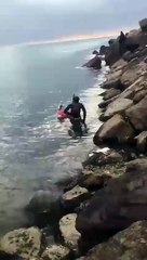 Polvo gruda-se nas costas de um mergulhador e não há forma de o tirar de lá