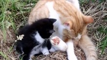 Male Ginger Cat Cleaning The Anus of Black Kitten