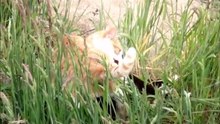 Two Cats Ginger and Black Play a Fight in the tall grass