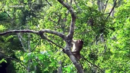 Wild apes in Indonesia called for feeding by handler using horn