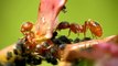 Researchers say fire ants are moving north