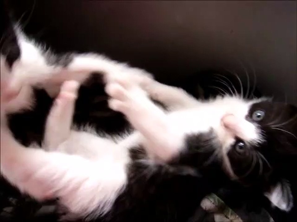 Two Black and White Kittens Biting Each Other's Tail While Playing