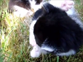 Two Black and White Kittens alone in the garden