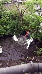 Man Attempting to Save Baby Swan While Adults Protect it