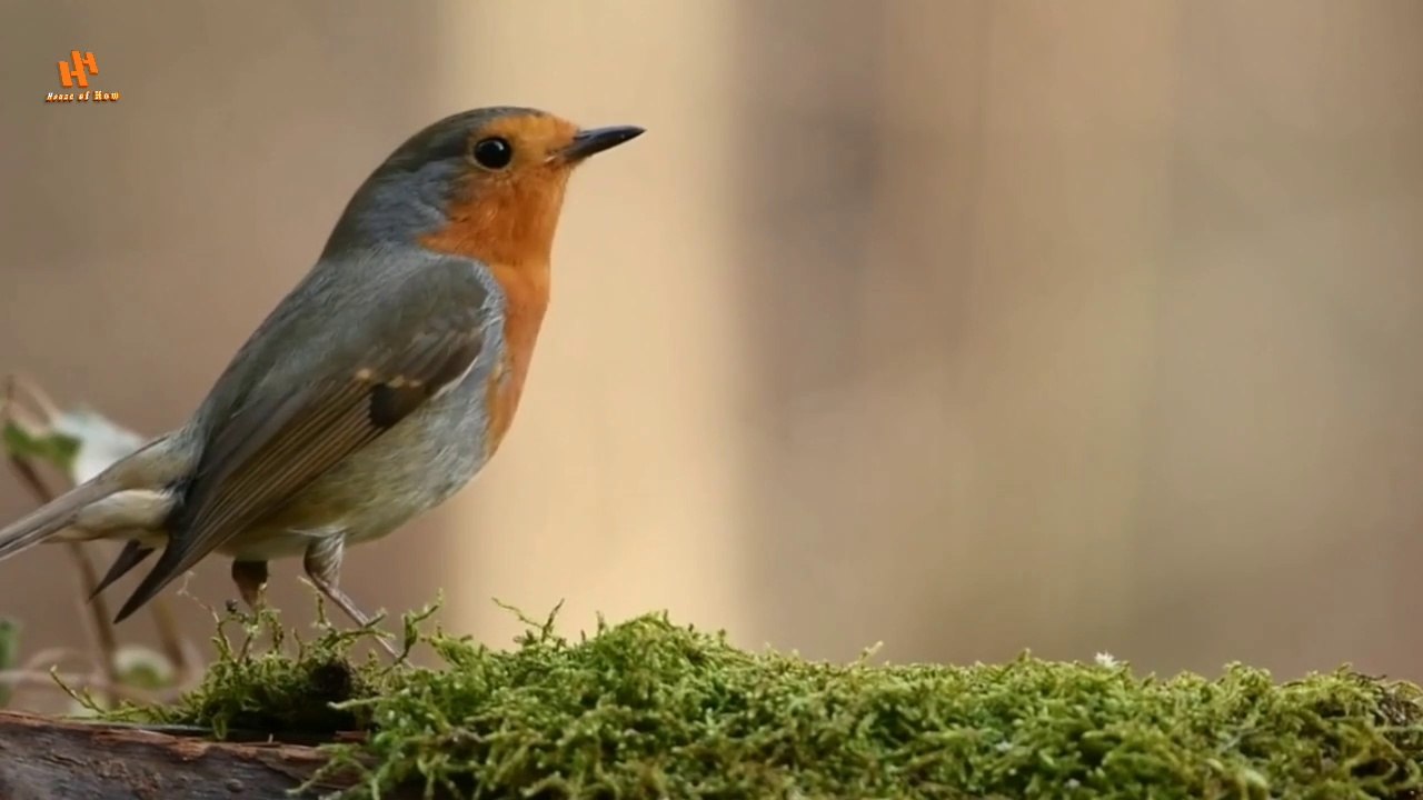 Relaxing Music with Beautiful Nature - Peaceful and Meditation sounds