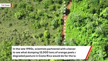 How 12,000 Tons Of Orange Peels Turned Wasteland Into Lush Jungle