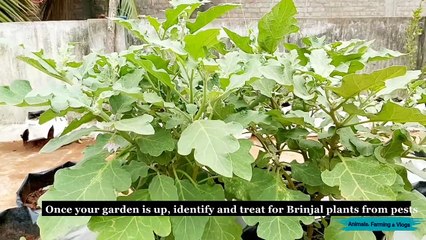 How To Identify Pest in Brinjal Plants and Organic
