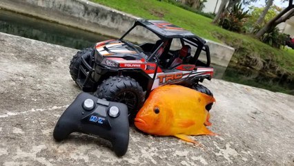 RC TRUCK FISHING for Exotic Aquarium Fish