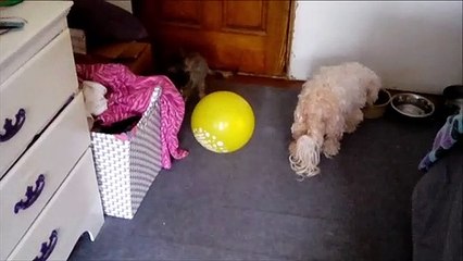Tigress Plays With A Yellow Balloon