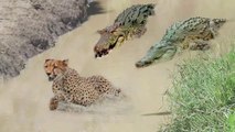 HUNTER BECAME HUNTED - Can Leopard Escape From Crocodile Hunting