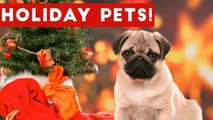 Hilarious Holiday Pet Moments Caught On Tape Weekly Compilation _ Funny Pet Videos