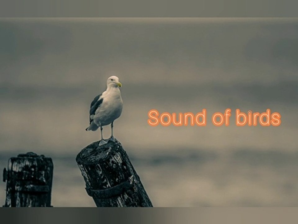 Sound Of Birds _ Mind Relaxation
