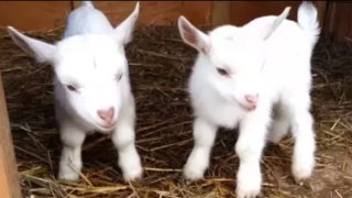 Cute Baby Goats - A Cutest And Funny  Goats Baby Videos Compilation - New HD