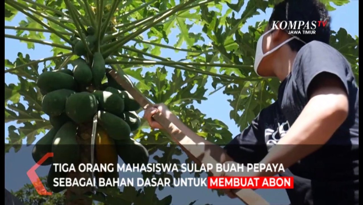 Berawal Dari Coba-Coba, Abon Pepaya Kian Diminati