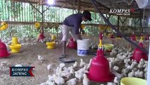 Harga Ayam Ditingkat Peternak Masih Stabil
