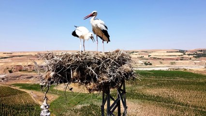 Dronu gören leylekler yumurtayı sakladı