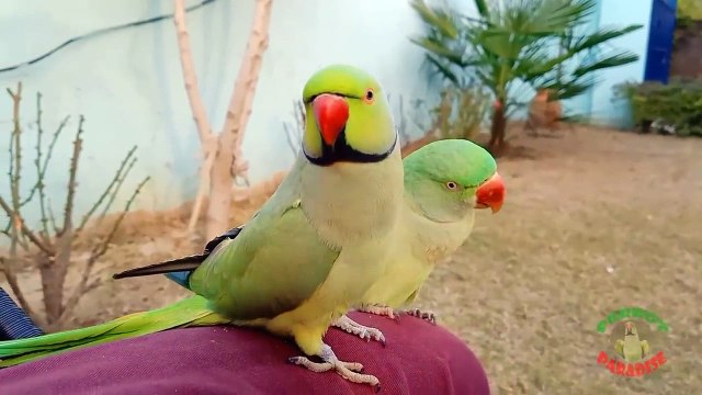 Indian Ringneck Parrot Cute Sounds
