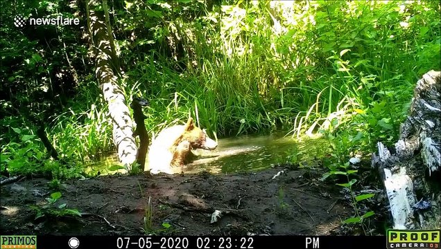 Adorable bear cub and mum have a cooling dip in Idaho pond