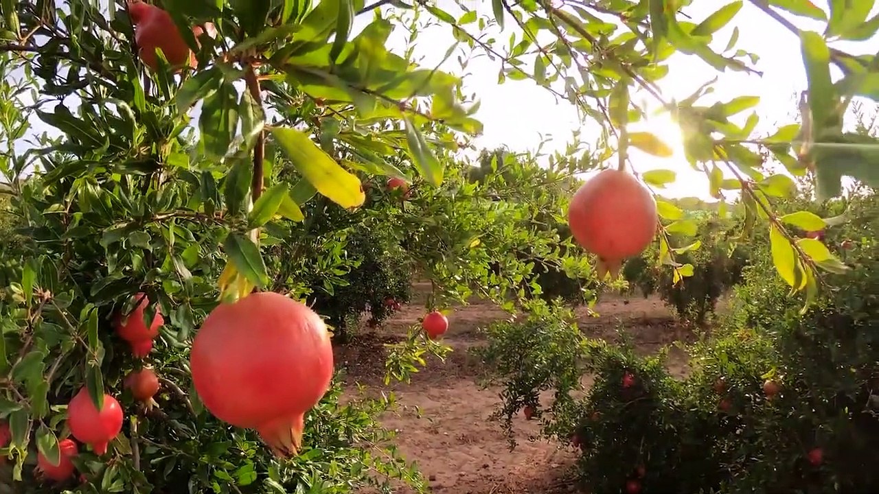 MSB paylaştı! PKK'lı terörist böyle teslim oldu