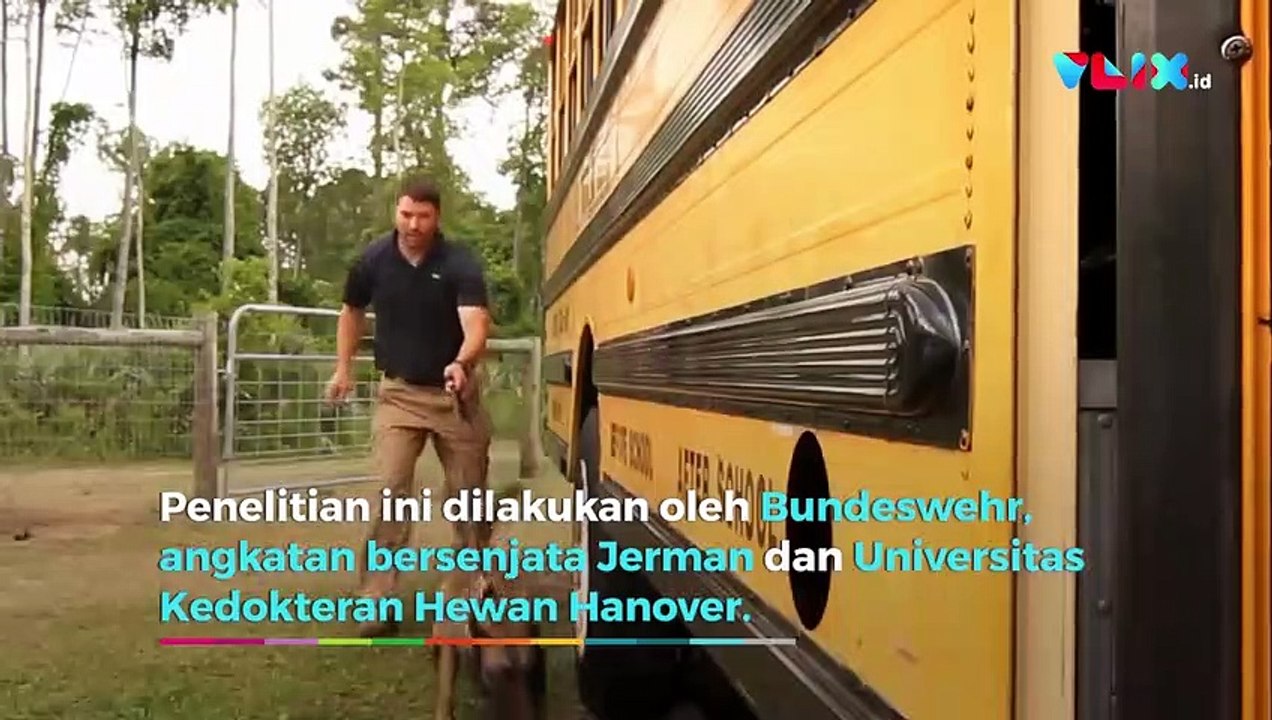 Militer Jerman Latih Anjing Pengendus Virus Corona