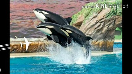 নীল তিমি কে শিকার করে কোন প্রাণী?