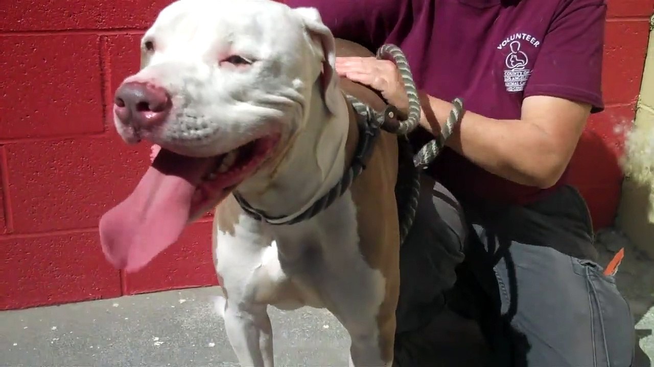 Great Dane -Giant  Pit Bull