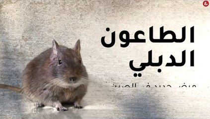 الطاعون الدبلي: مرض جديد في الصين وصل مستوى الخطورة الثالث لانتشاره حتى الآن