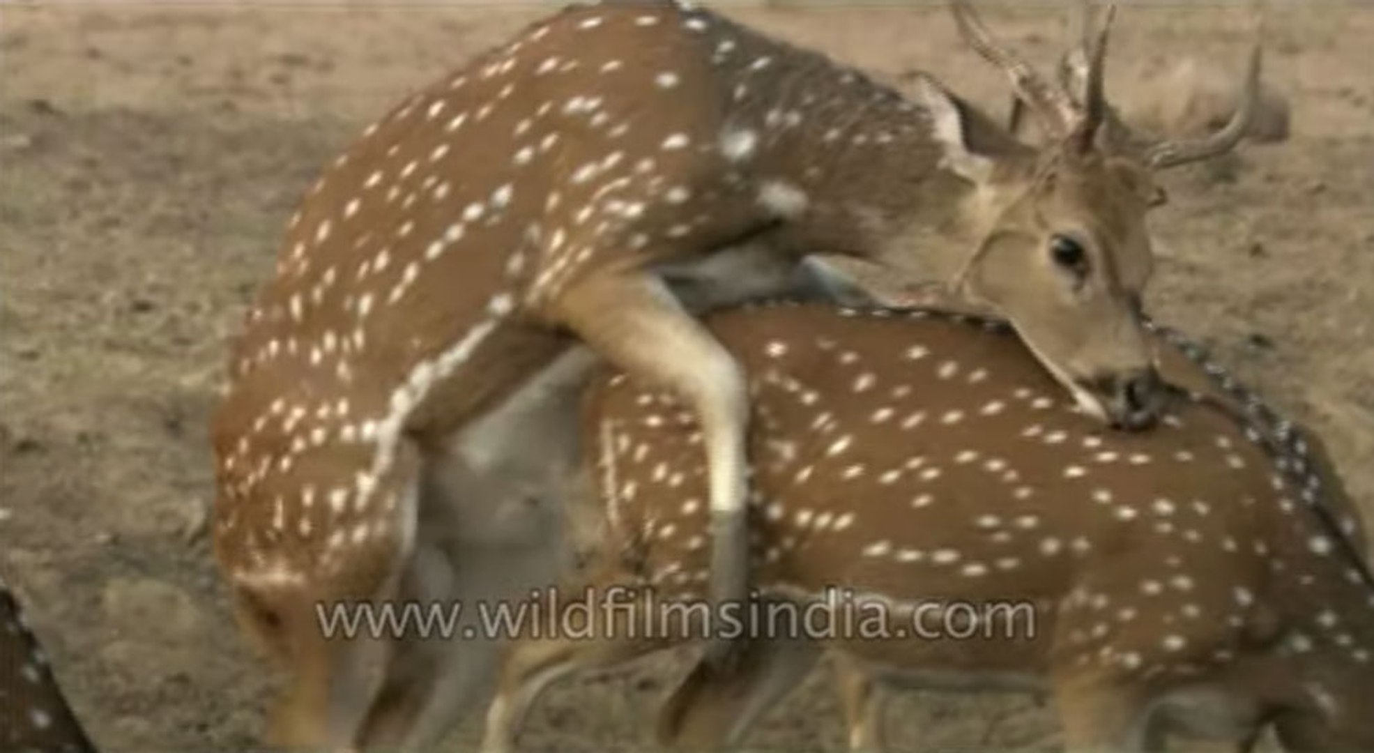 Spotted Deer tries but fails to mate! - video Dailymotion