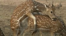 Spotted Deer tries but fails to mate!