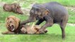 Power of 2 Elephant Buffalo God! Elephant Buffalo Save Warthog From Lion Hunting