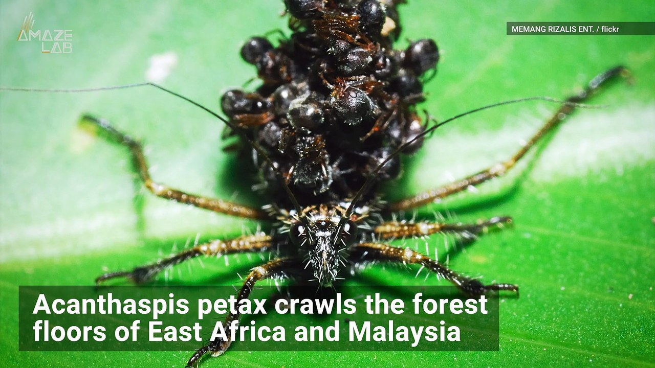 Assassin Bug Stacks Dead Ants on its Back for Camouflage