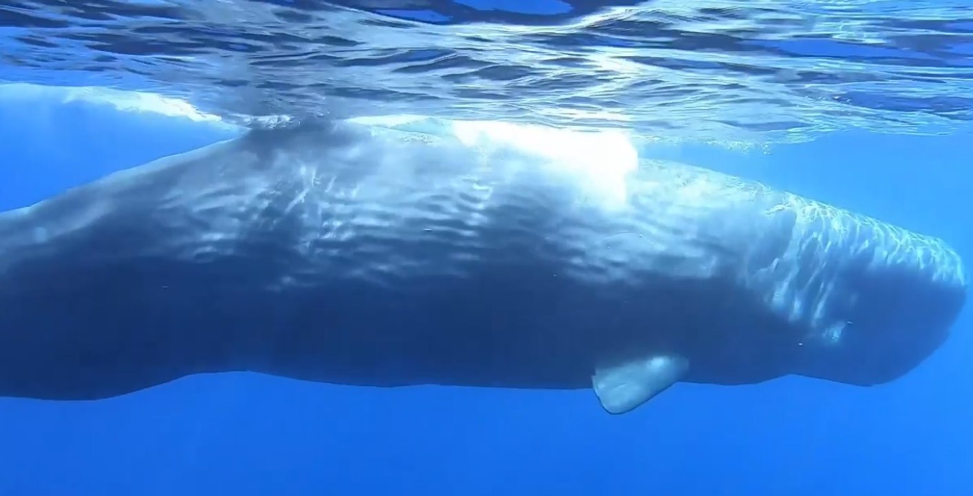 Capodogli avvistati da Guardia Costiera al largo delle coste di Lipari (07.07.20)