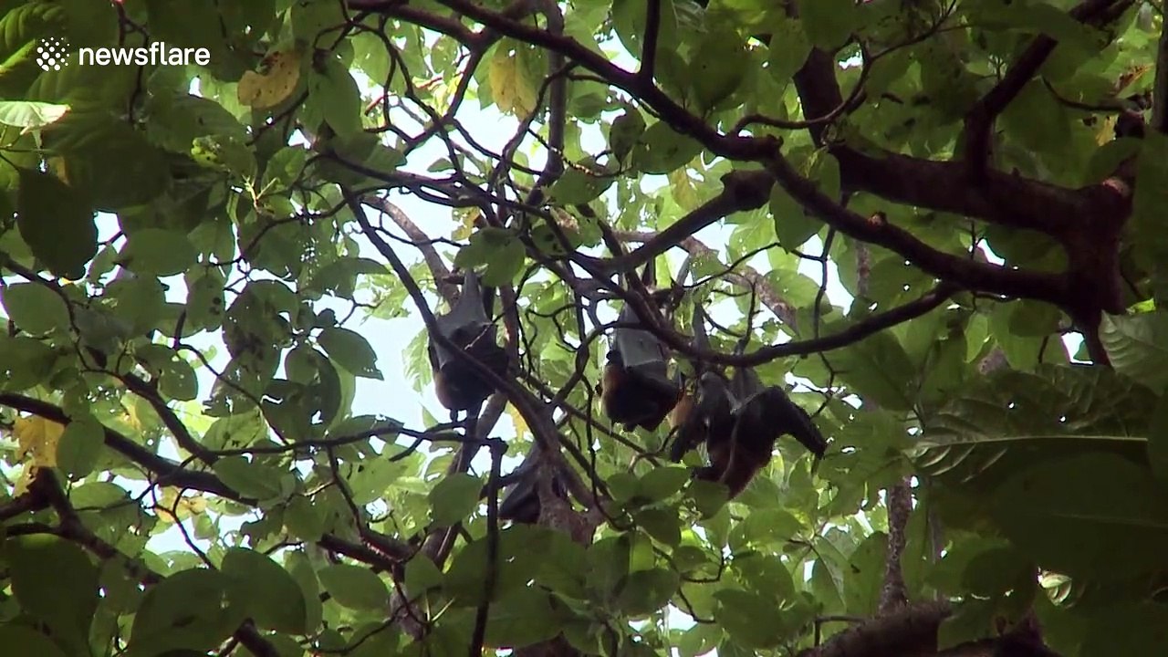 This remote Indonesian island is home to thousands of bats