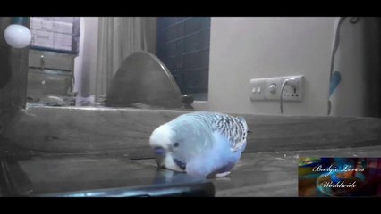 Bird's Hip-Hop Dance| Budgie Lovers Worldwide| Mr. Blue| Jarif Raaz