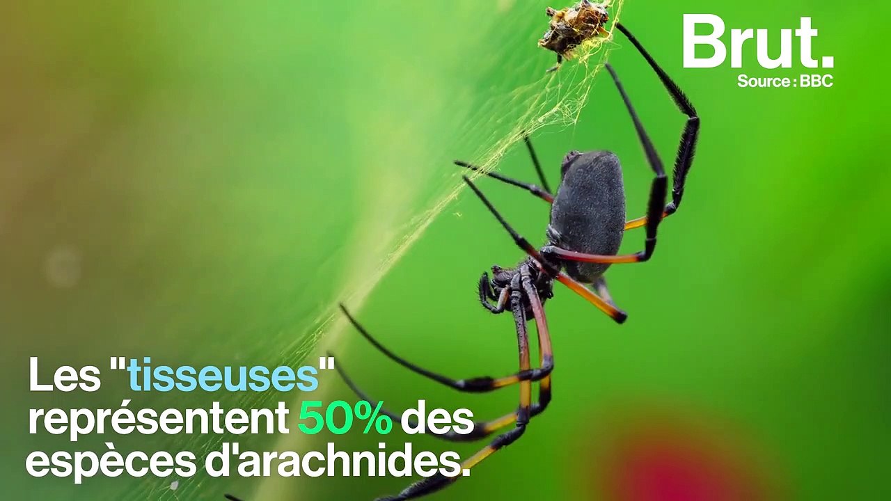 Comment les araignées tissent-elles leur toile ?