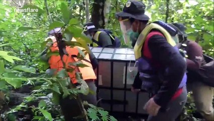 Indonesian officials release critically endangered orangutan back into wild