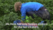 Finns turn to berry picking as coronavirus shortages bite