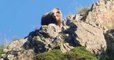 Dans les Pyrénées, une ourse suivie de deux petits oursons ont été aperçus par des touristes