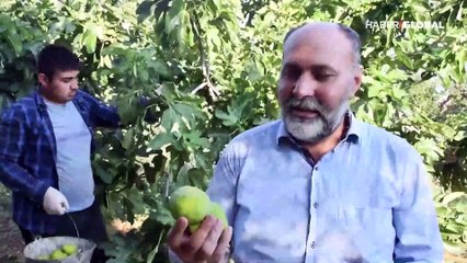 Manisa'da "yediveren inciri" bu yıl üreticisini mutlu etti