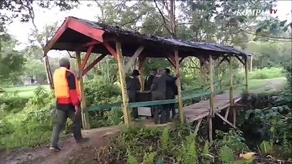 Satu Individu Orangutan Sumatera (Pongo Abelii) Dilepasliarkan