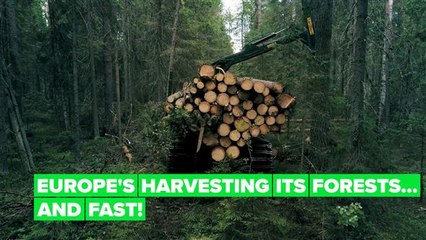Europe's cutting down its forests at an alarming rate