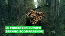 La tragica situazione delle foreste in Europa