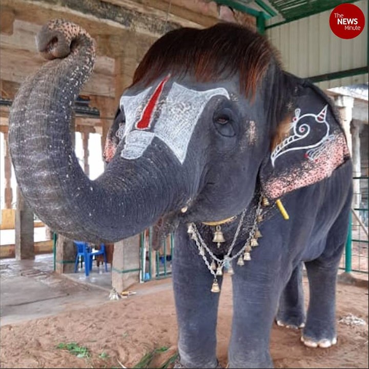 Meet Bob Cut Sengamalam, the trendy jumbo from Tamil Nadu